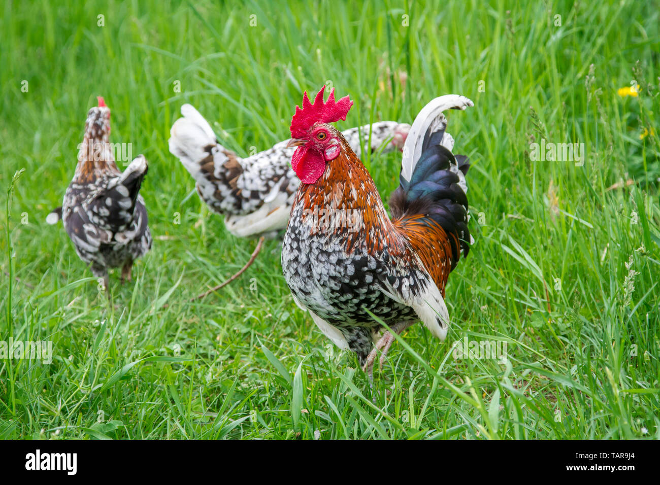 Steinpiperl Steinhendl Stoapiperl - - - Grupo de pollo - Críticamente en peligro Pollo raza de Austria en free range (Gallus gallus domesticus) Foto de stock