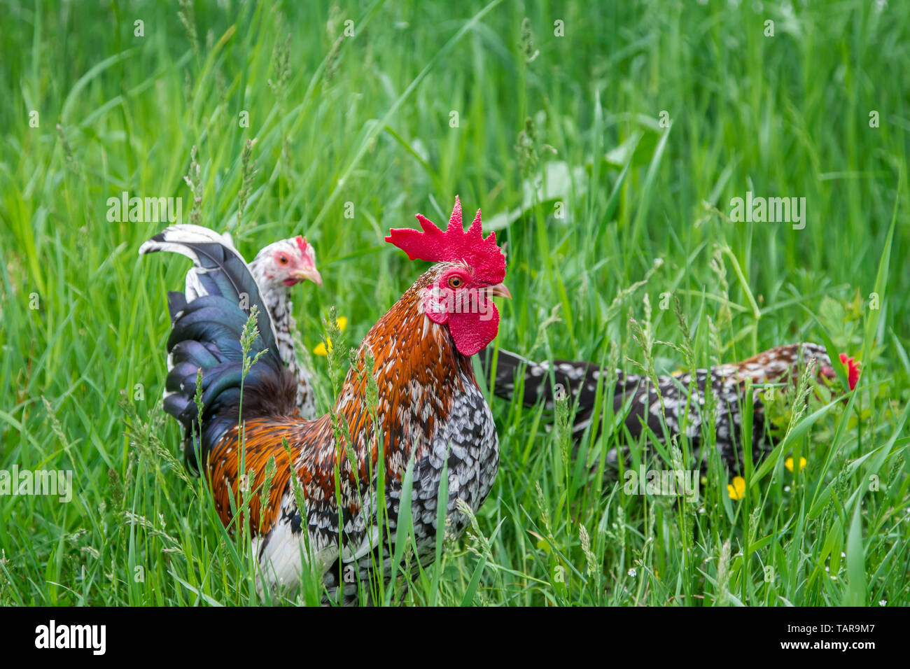 Steinpiperl Steinhendl Stoapiperl - - - Grupo de pollo - Críticamente en peligro Pollo raza de Austria en free range (Gallus gallus domesticus) Foto de stock