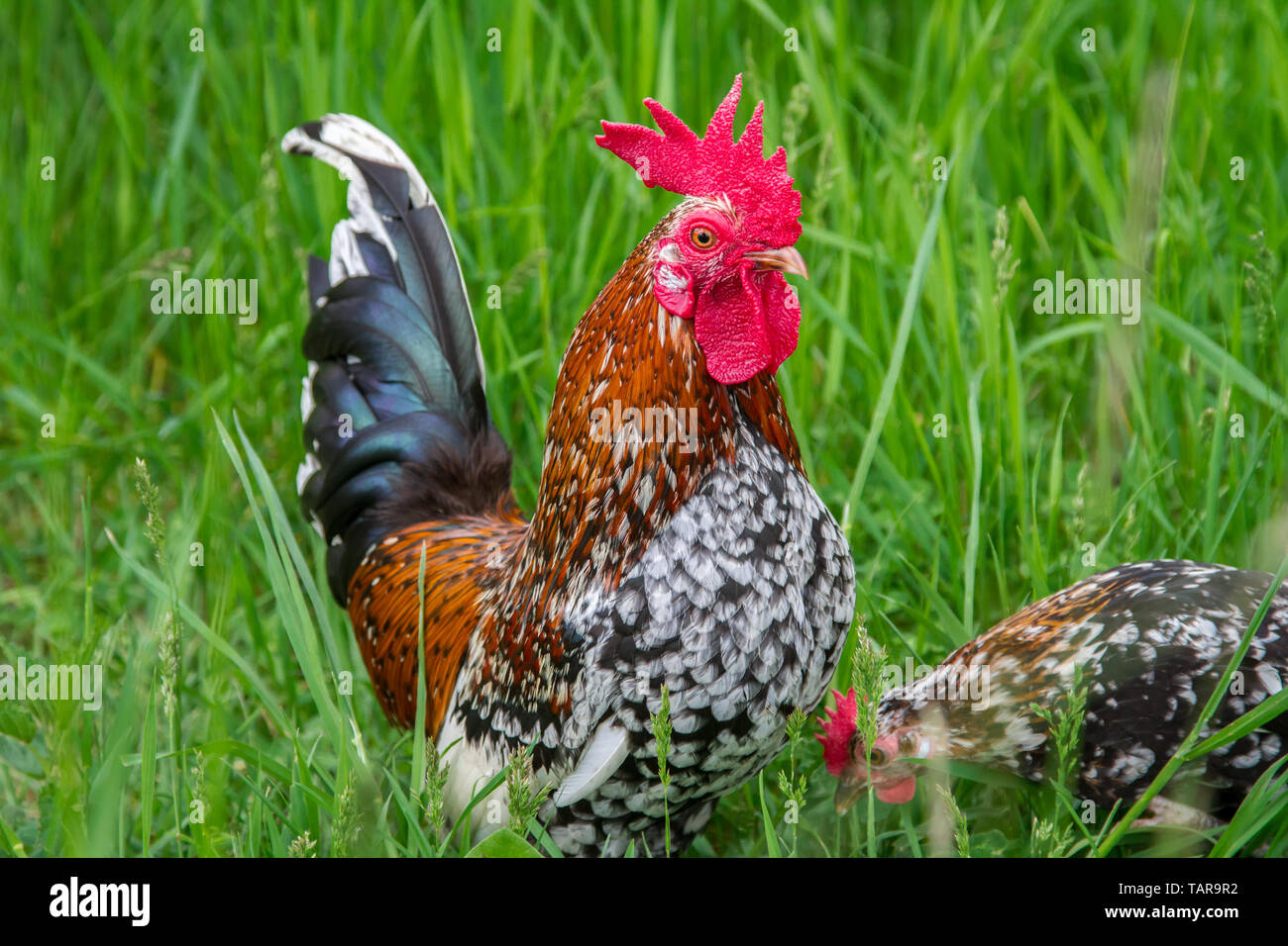 Steinpiperl Steinhendl Stoapiperl - - - Grupo de pollo - Críticamente en peligro Pollo raza de Austria en free range (Gallus gallus domesticus) Foto de stock