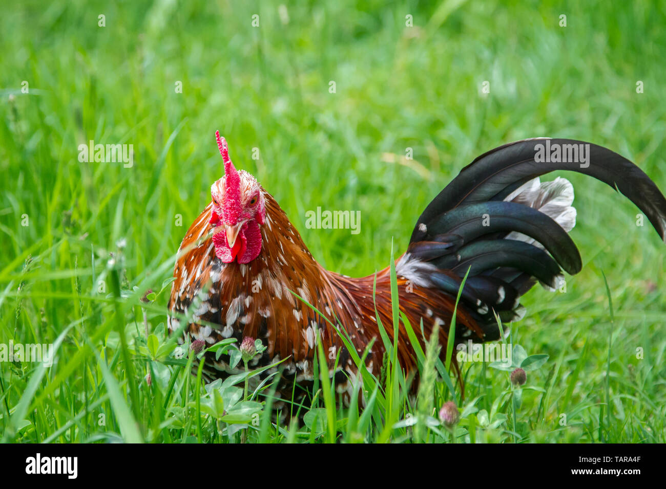 Steinpiperl Steinhendl Stoapiperl - - - pollo gallo - Críticamente en peligro Pollo raza de Austria en free range (Gallus gallus domesticus) Foto de stock