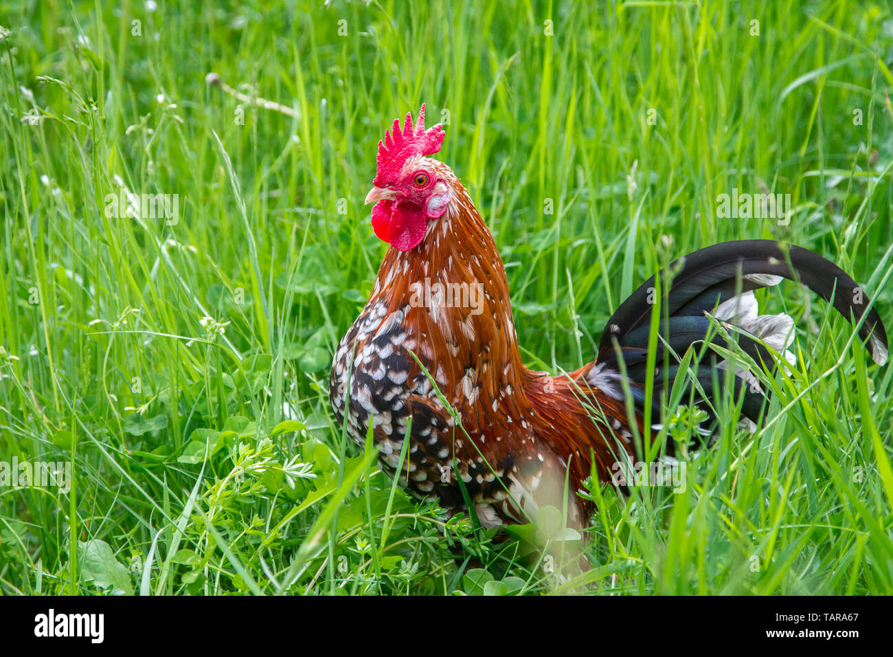 Steinpiperl Steinhendl Stoapiperl - - - pollo gallo - Críticamente en peligro Pollo raza de Austria en free range (Gallus gallus domesticus) Foto de stock