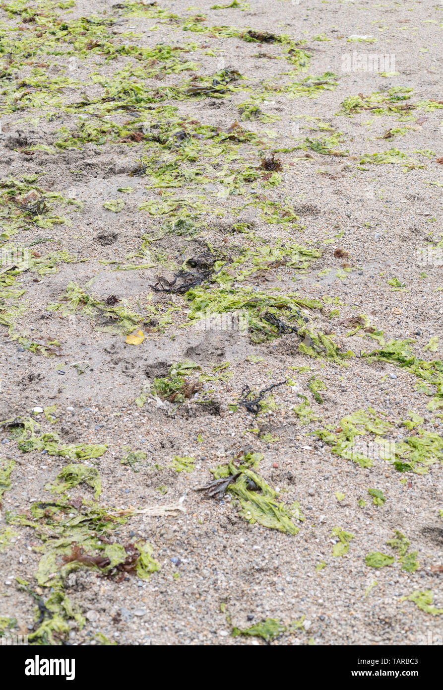 Las algas verdes lechuga de mar / Ulva lactuca arrastrado en una playa y depositado en la línea o tideline deriva. La lechuga de mar fresca es comestible. Foto de stock