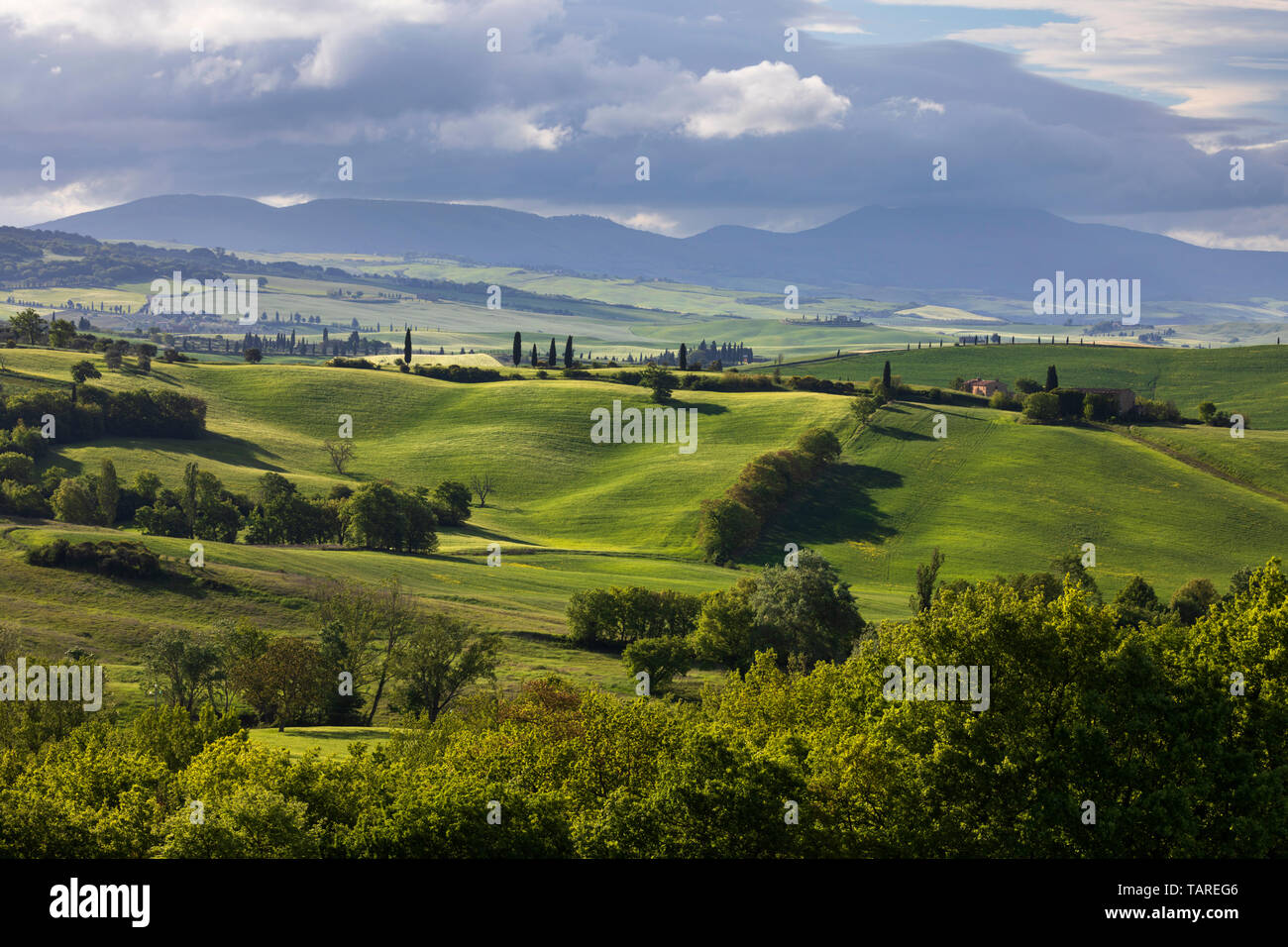 Típico paisaje toscano, en la mañana de primavera, San Quirico d'Orcia, provincia de Siena, Toscana, Italia, Europa Foto de stock