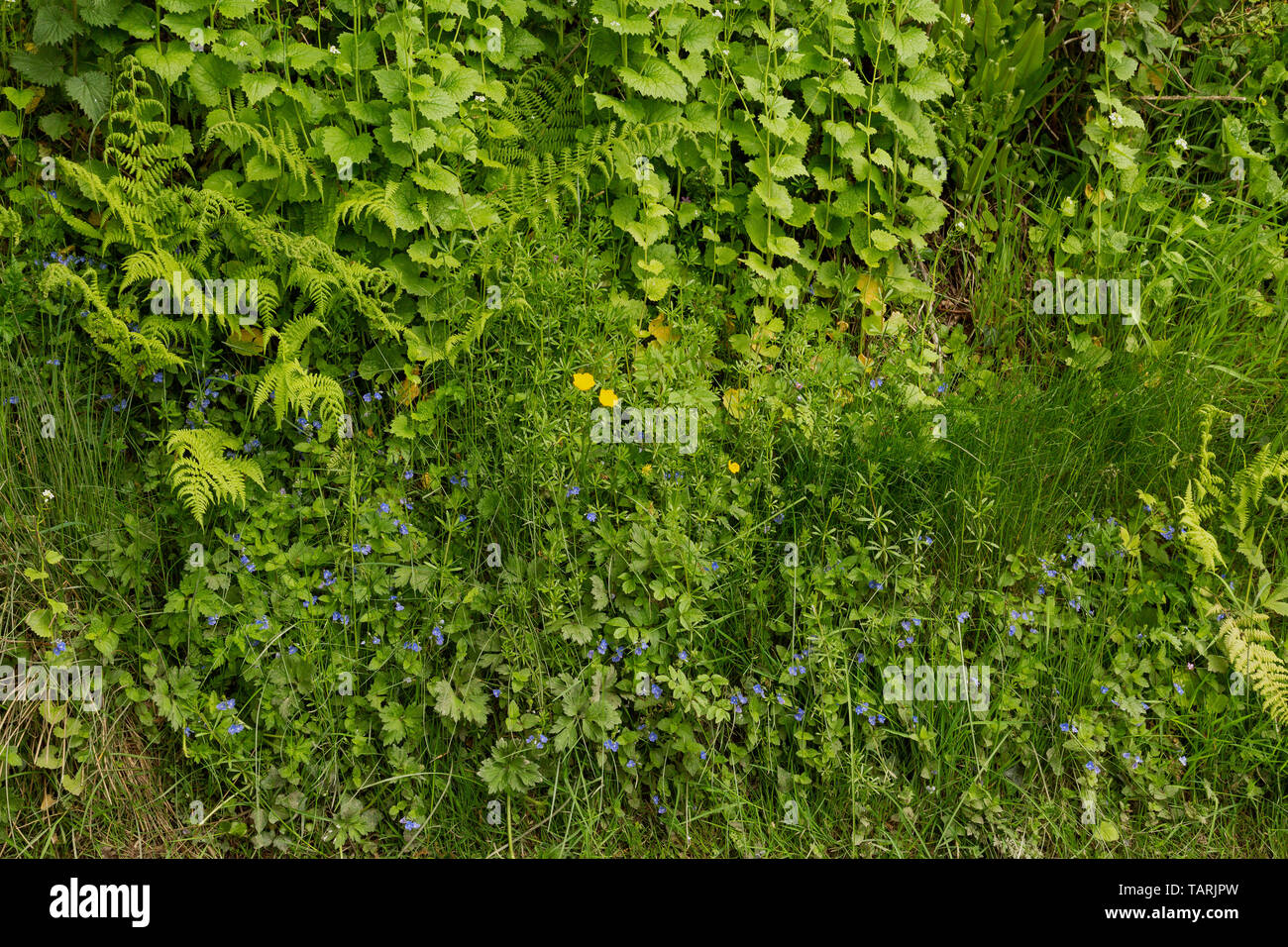 Campiña británica hedge fila Foto de stock