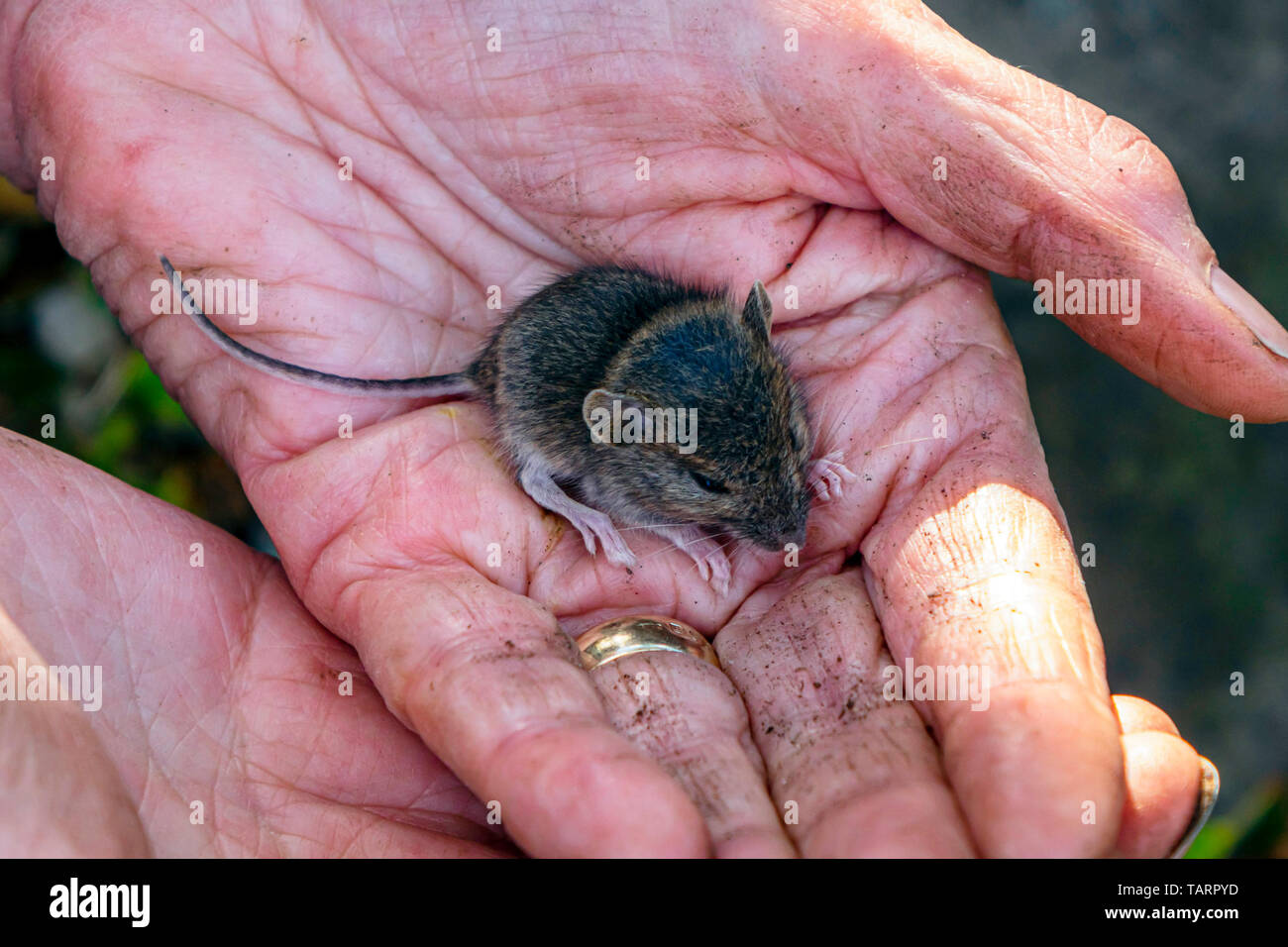 Un ratón de madera juvenil Apodemus sylvaticus atrapado en un jardín urbano en una mujer jardineros mano Foto de stock