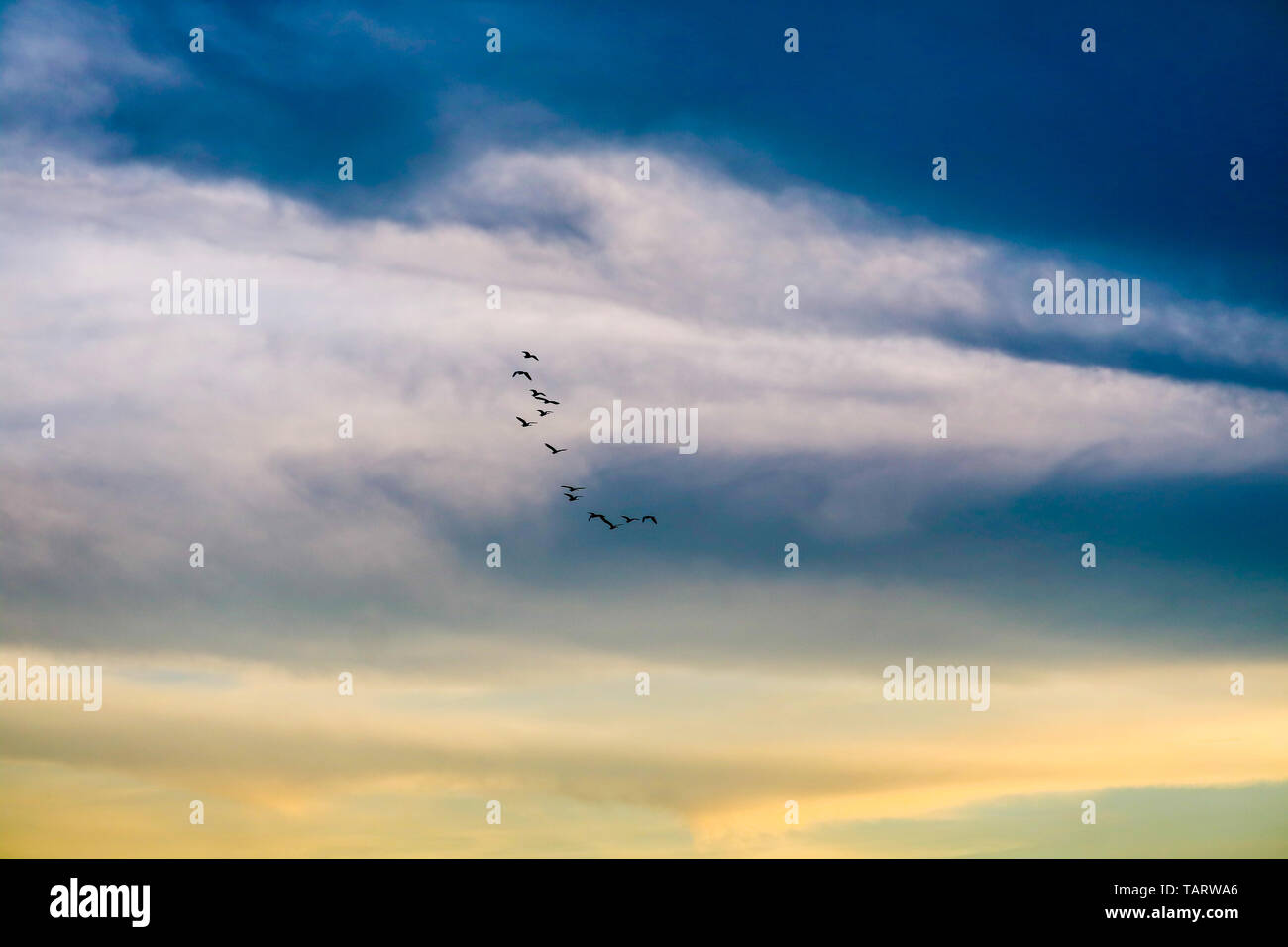Pajaros Volando A Casa El Colorido Cielo De Fondo De Nubes Suave Fotografia De Stock Alamy