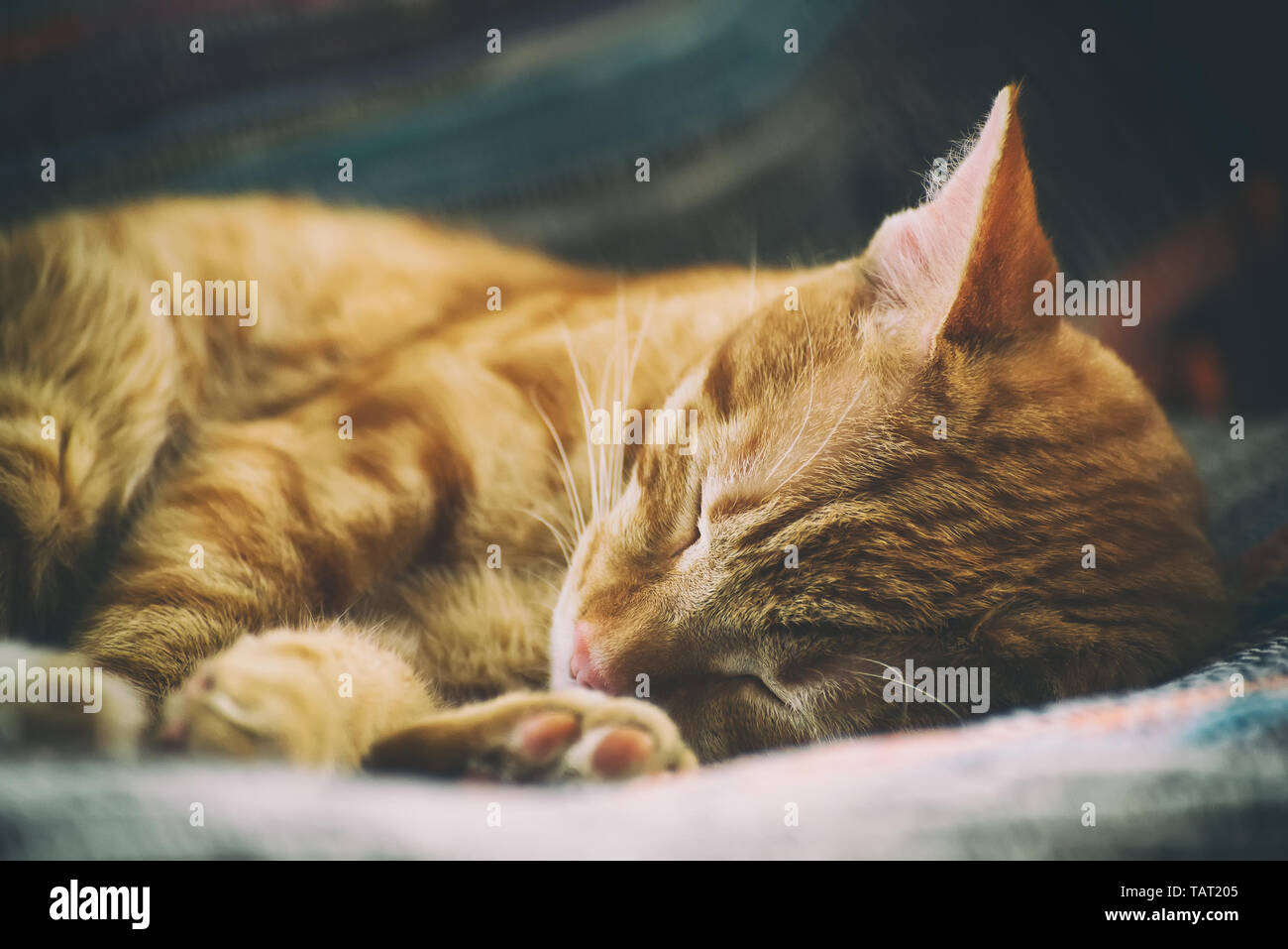 Retrato de un lindo gato jengibre que duerme en una silla cerca, tonificada Foto de stock