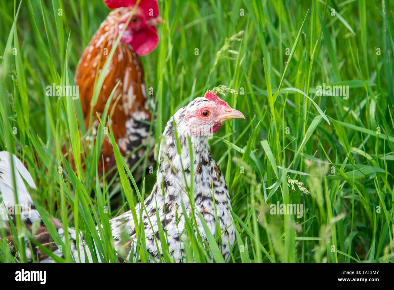 Steinpiperl Steinhendl Stoapiperl - - - Grupo de pollo - Críticamente en peligro Pollo raza de Austria en free range (Gallus gallus domesticus) Foto de stock