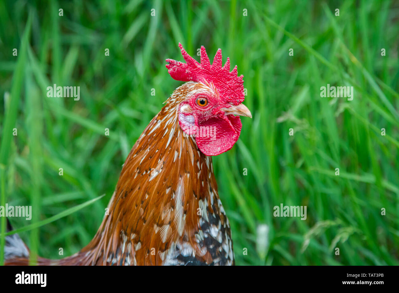 Steinpiperl Steinhendl Stoapiperl - - - pollo gallo - Críticamente en peligro Pollo raza de Austria en free range (Gallus gallus domesticus) Foto de stock