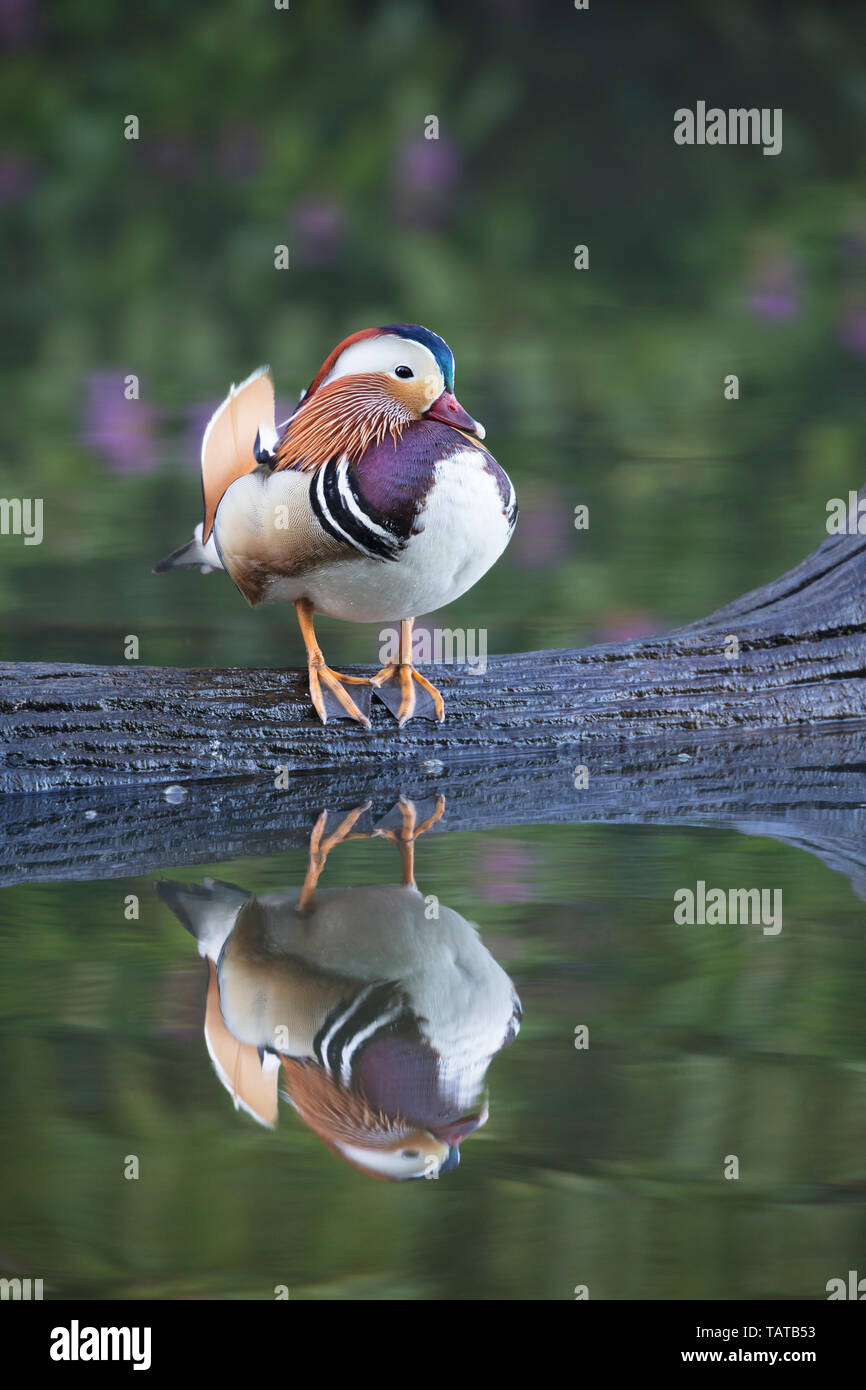 Pato mandarín macho se situó en un registro con su reflexión a continuación Foto de stock