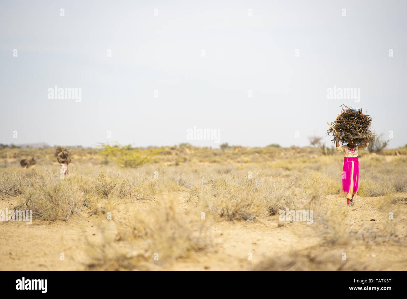 Los niños y jóvenes pobres son pesadas racimos de madera seca sobre sus cabezas en el medio del desierto de Thar, Jaisalmer, Rajasthan, India. Foto de stock