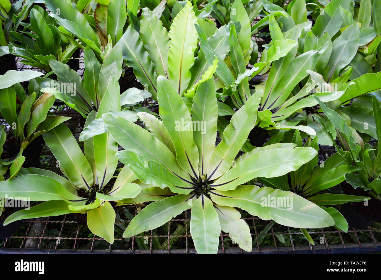 Las hojas verdes de nido de pájaro helecho en vivero de plantas agrícolas de fondo - Asplenium nidus helecho nido Foto de stock