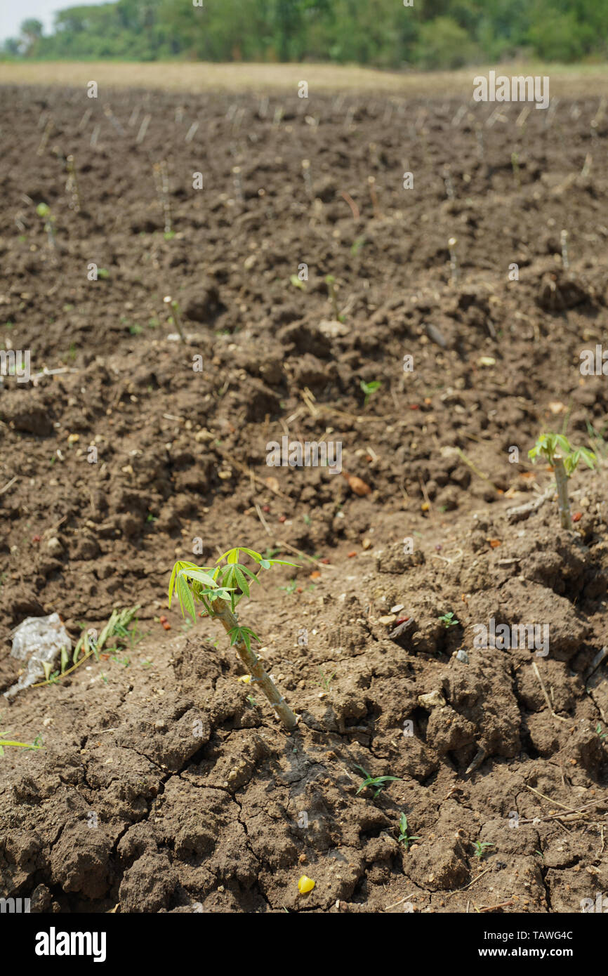 Plantaciones de yuca para harina, MSG y la industria de etanol. Foto de stock