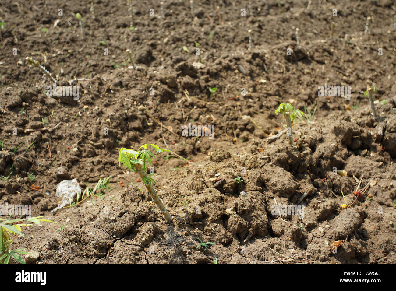 Plantaciones de yuca para harina, MSG y la industria de etanol. Foto de stock