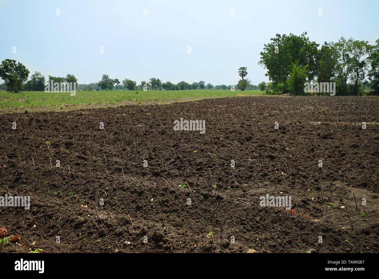 Plantaciones de yuca para harina, MSG y la industria de etanol. Foto de stock