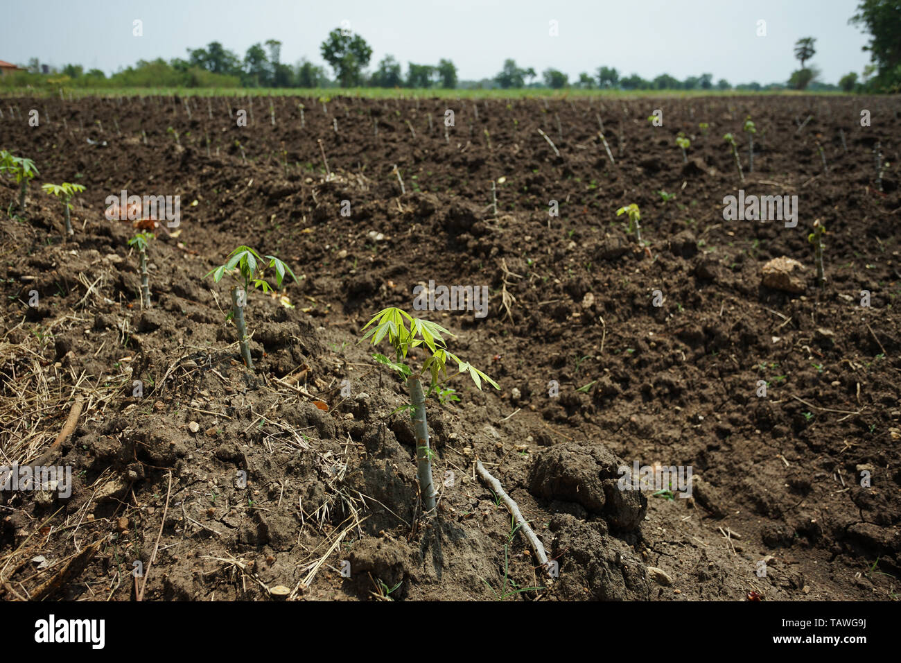 Plantaciones de yuca para harina, MSG y la industria de etanol. Foto de stock