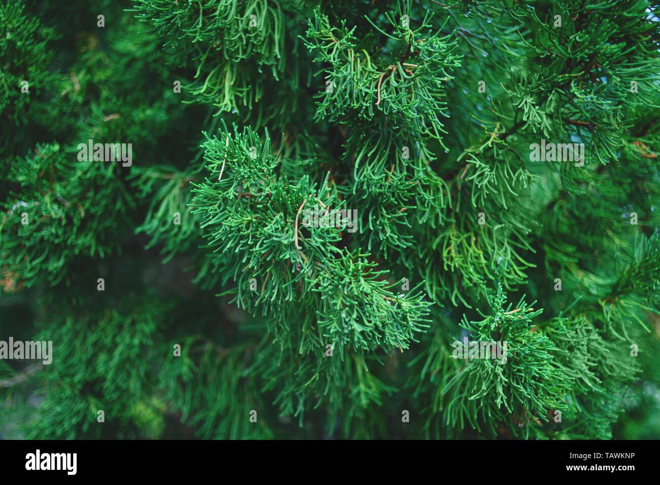 8.100+ Tuya árbol Fotografías de stock, fotos e imágenes libres de