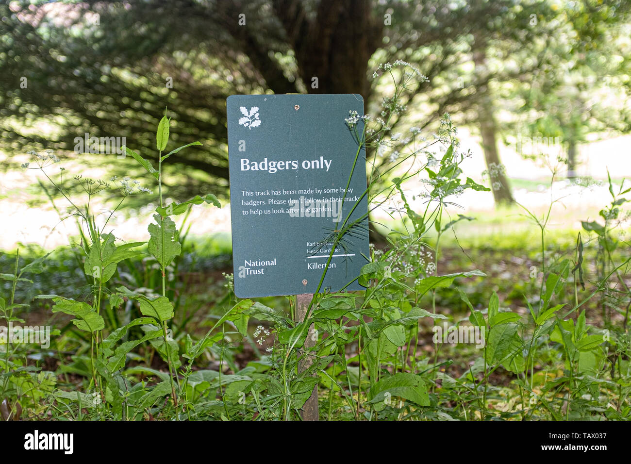 Badger pistas signo, Killerton Estate, National Trust, Killerton, Devon, Reino Unido Foto de stock