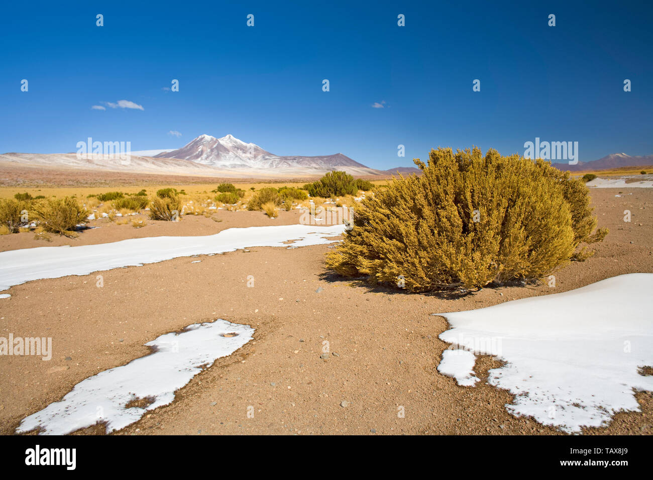 Miniques Hill en el Altiplano, el desierto de Atacama, Región de Antofagasta, Chile, Sudamérica Foto de stock