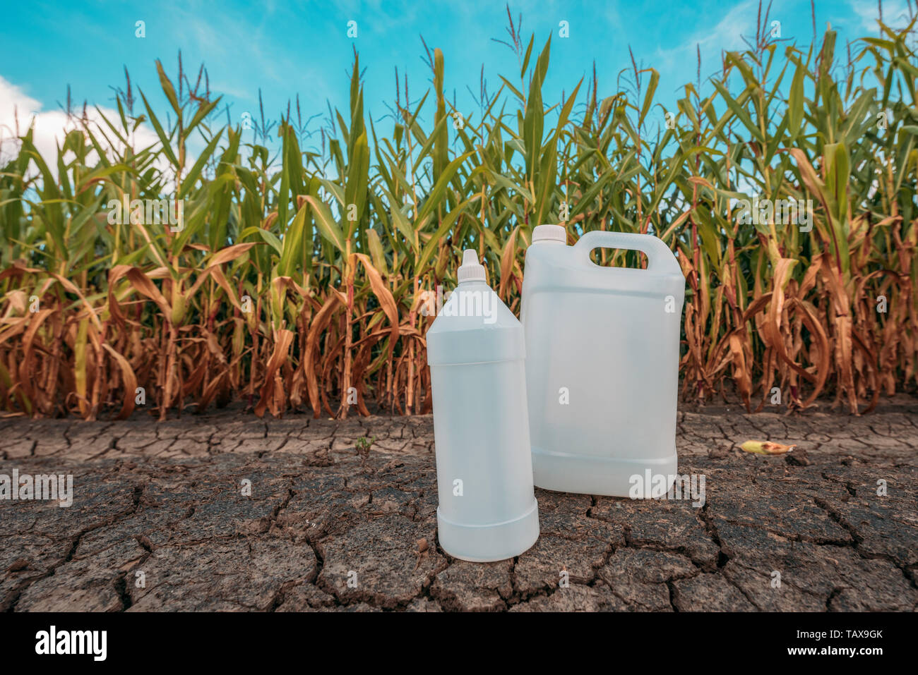 Químicos pesticidas jarra de plástico blanco en el maizal como espacio de  copia de maquetas para herbicidas, fungicidas o insecticidas utilizados en  el cultivo de maíz Fotografía de stock - Alamy