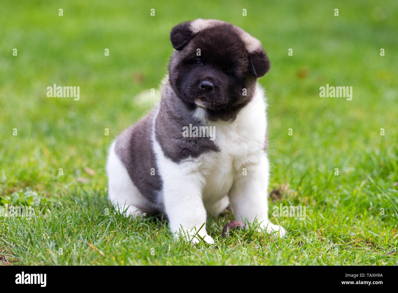 Akita Americano cachorro Fotografía de stock - Alamy