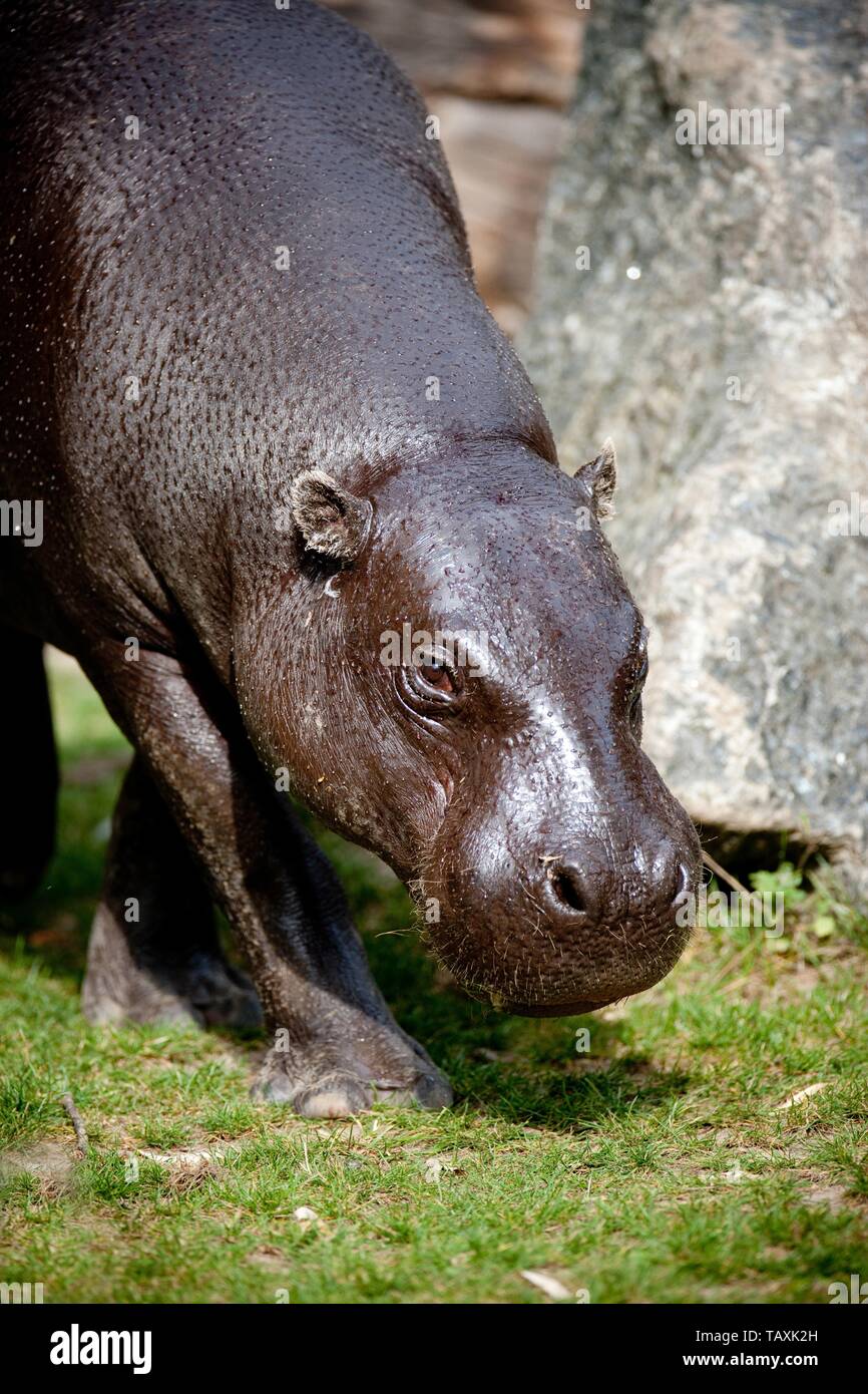 Hipopótamo pigmeo Foto de stock