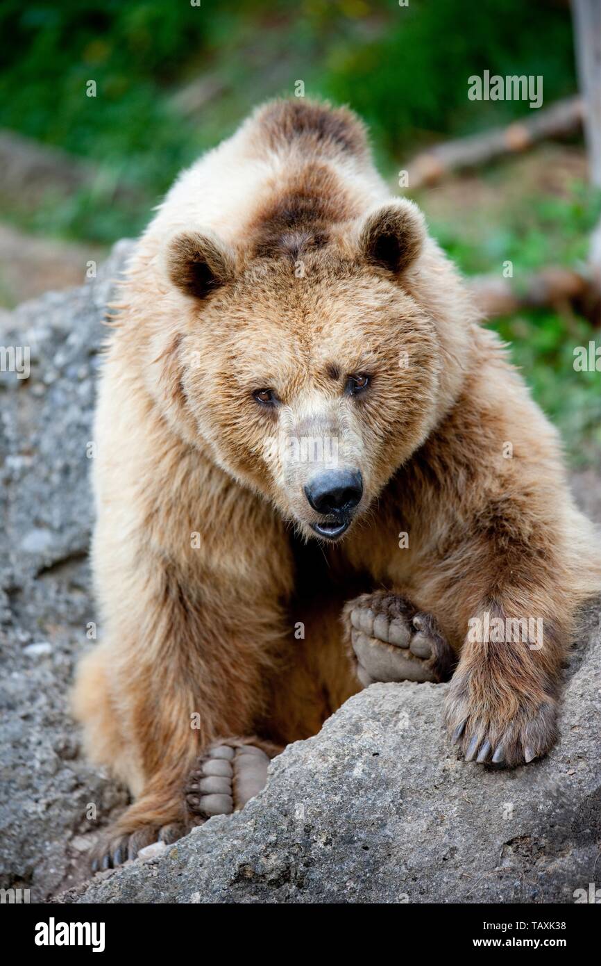 oso pardo Foto de stock
