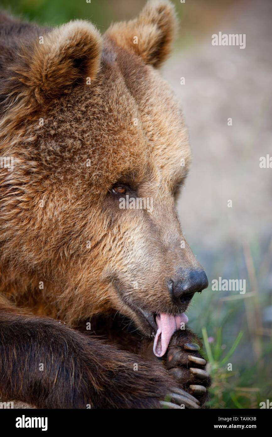 oso pardo Foto de stock