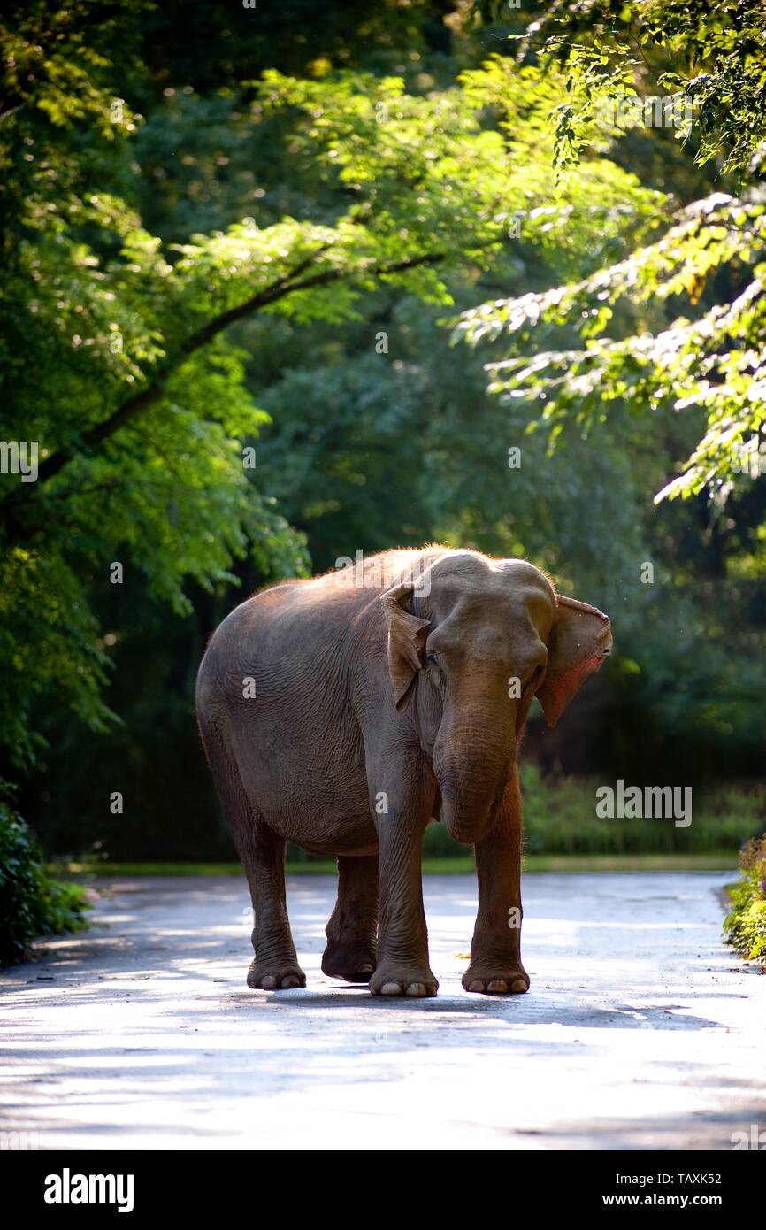 elefante Foto de stock