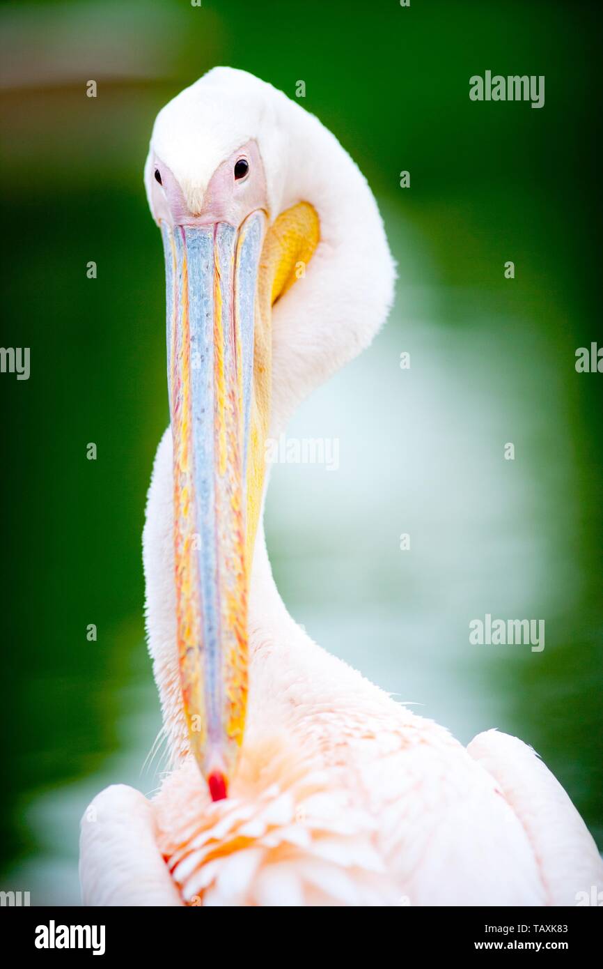 Pelican Foto de stock