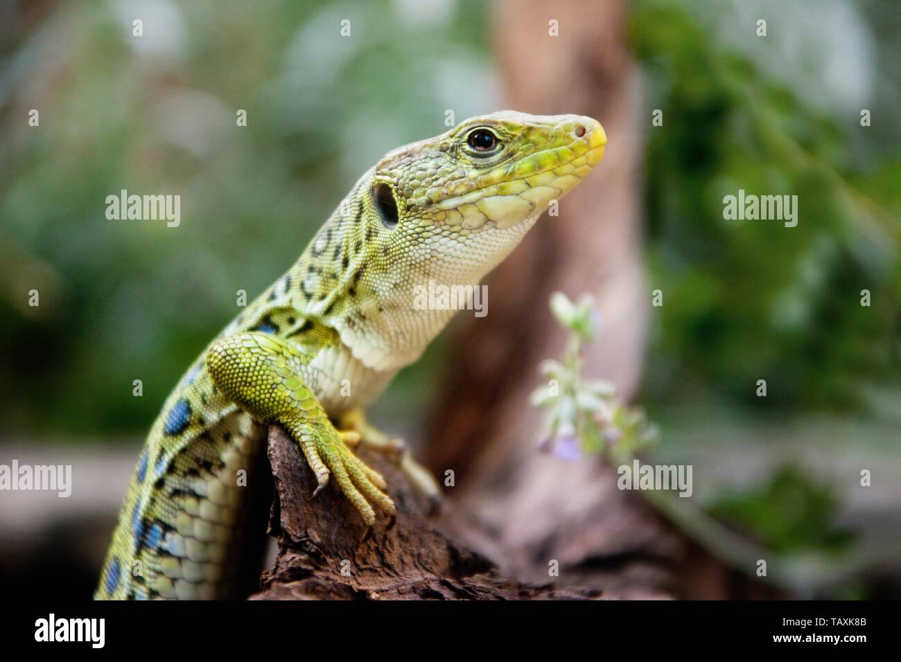 Ocellated lizard Foto de stock