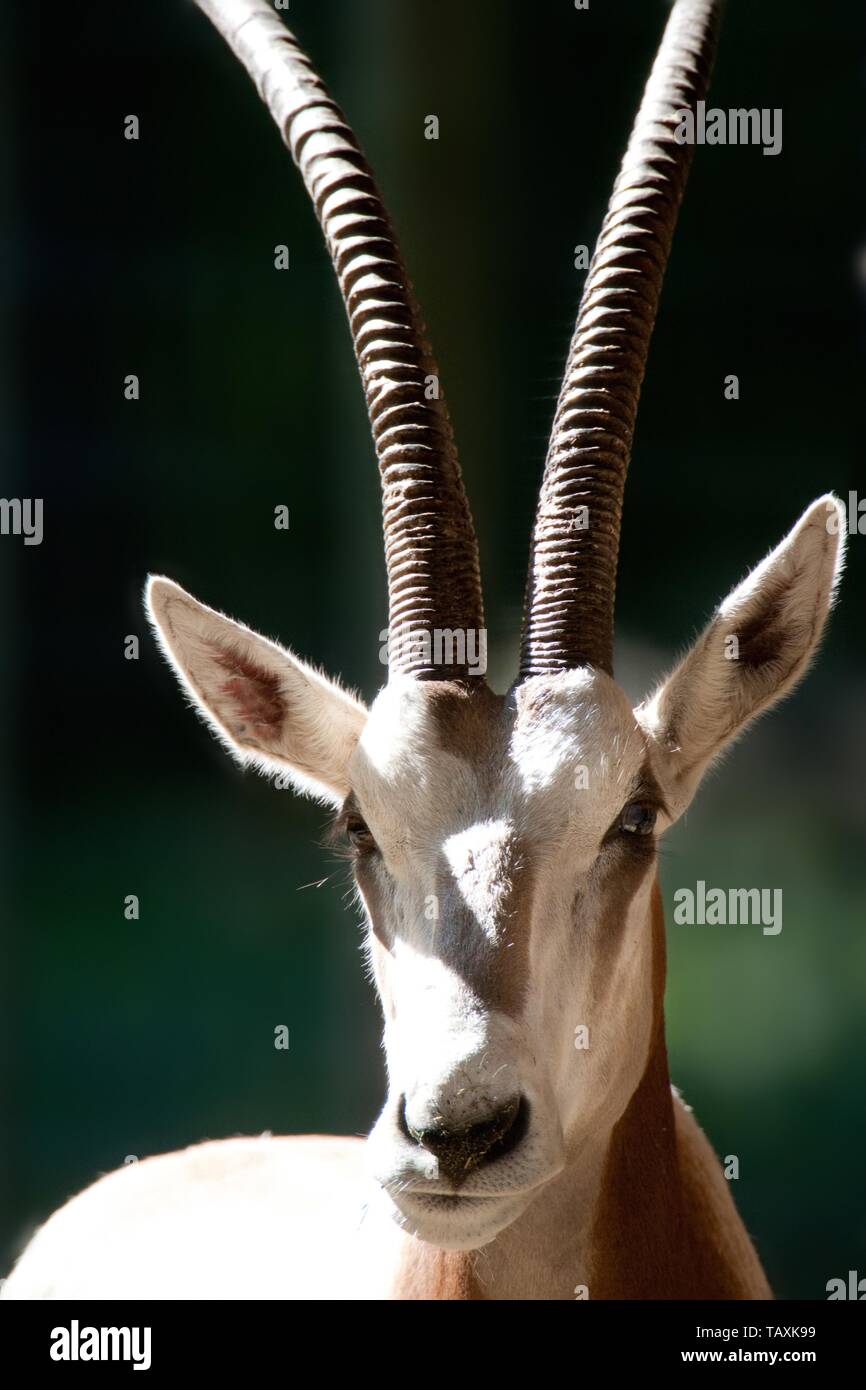 oryx Cimitarra Foto de stock