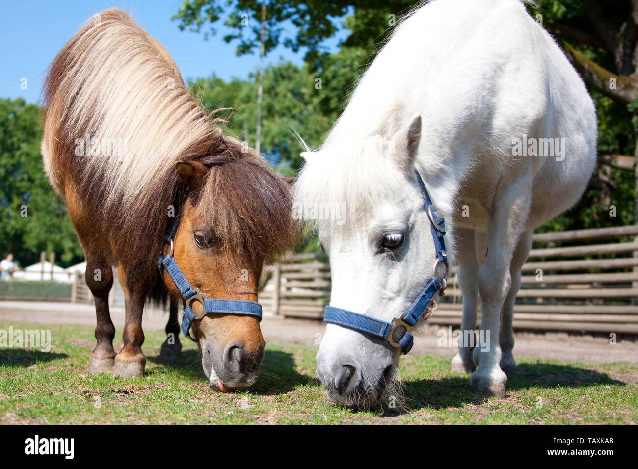 Ponys Shetland Foto de stock