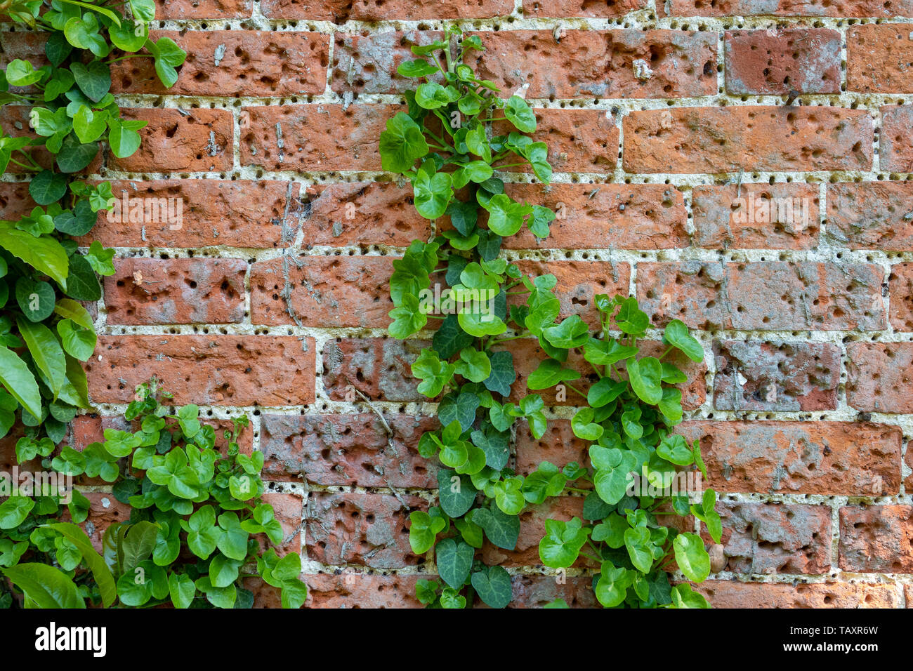 Detalle del antiguo muro de ladrillo rojo cubierto de pequeños agujeros de la repetición del uso de clavos de apoyo, también algunos hiedra creciendo sobre Foto de stock