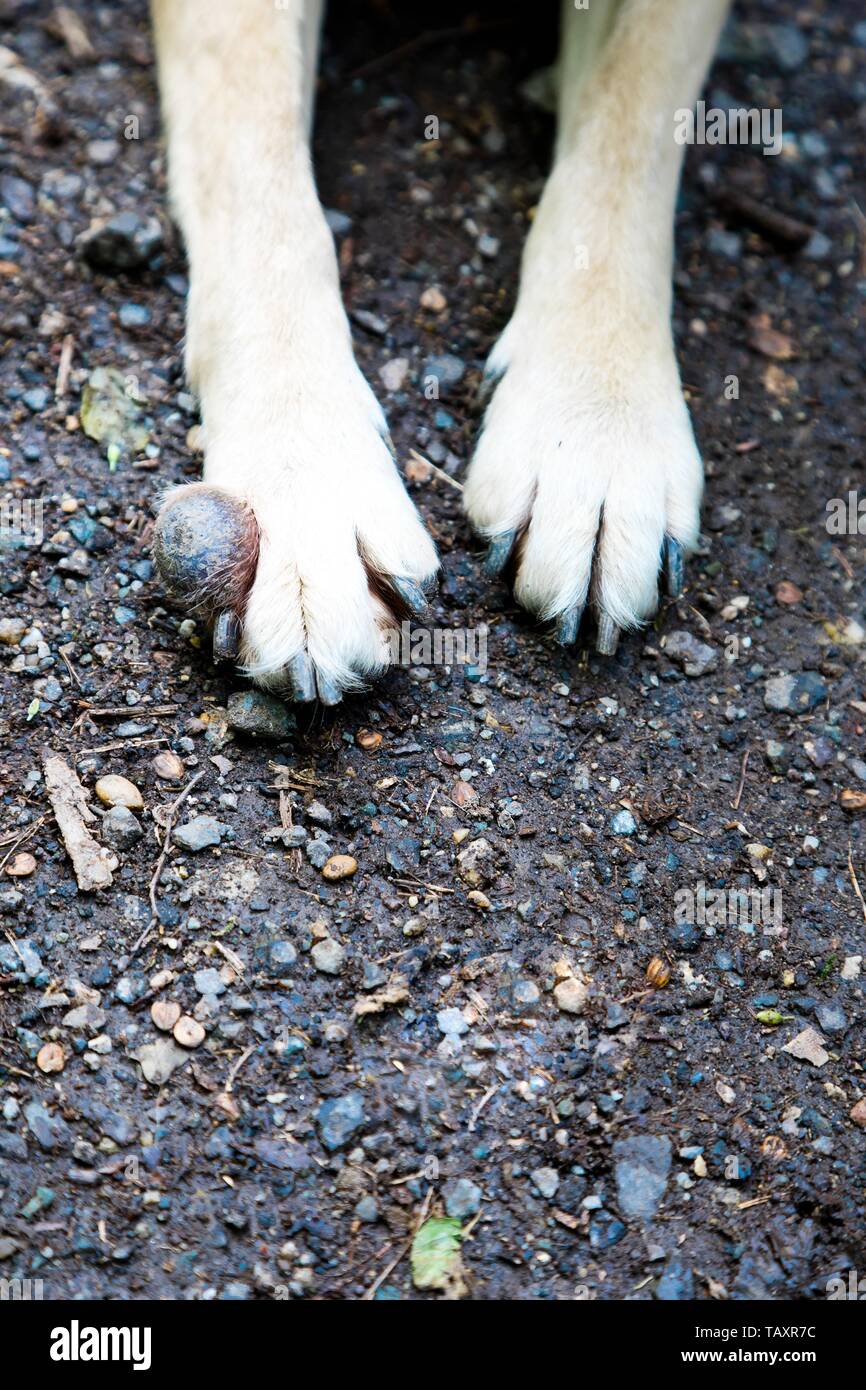 Detalle de tumor en la pata delantera del perro, animal padece de cáncer  Fotografía de stock - Alamy