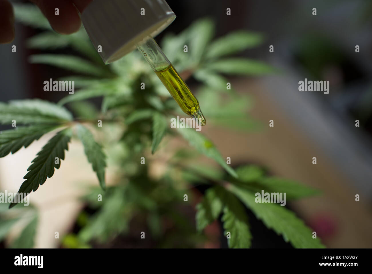 Planta de cannabis hembra con cuentagotas de aceite CBD Foto de stock