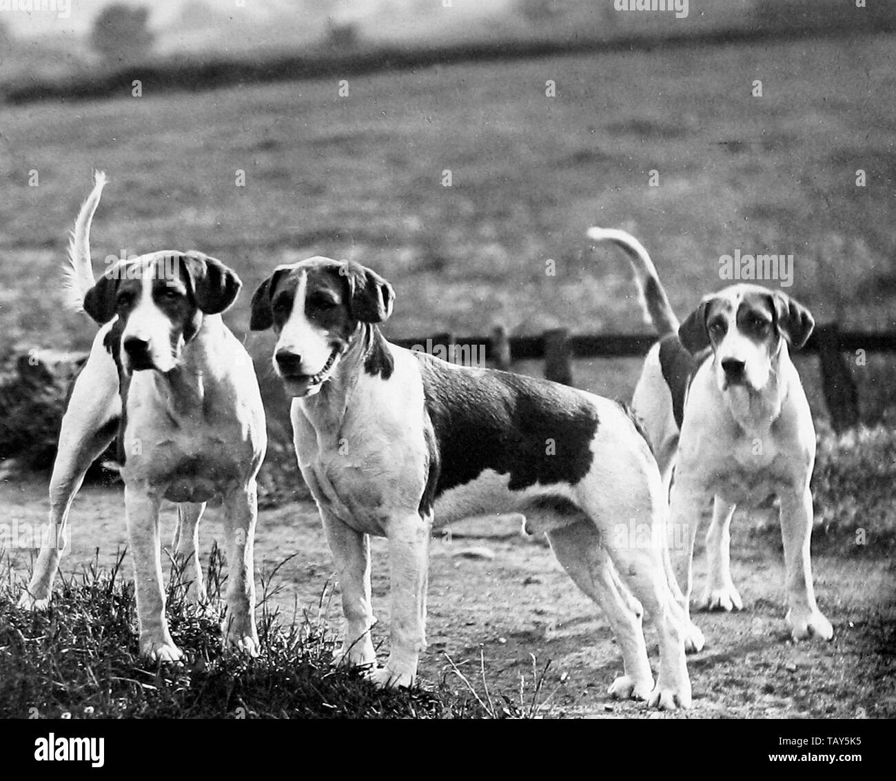 pueden un foxhound americano y un perro koyun ser amigos