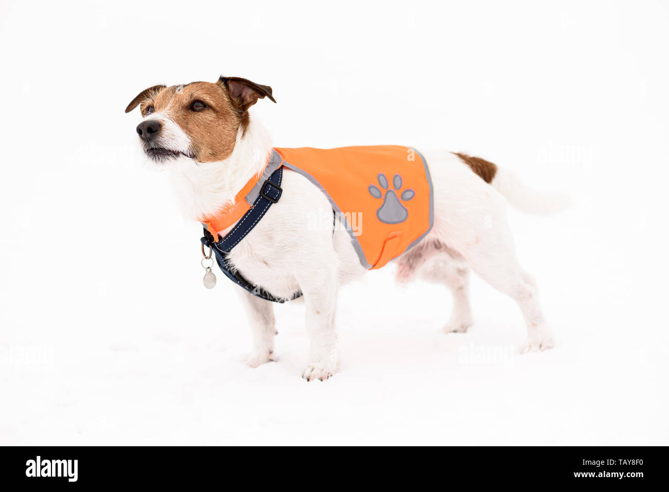 Perro Mascota llevaba chaleco reflectante de seguridad de pie sobre nieve blanca Foto de stock