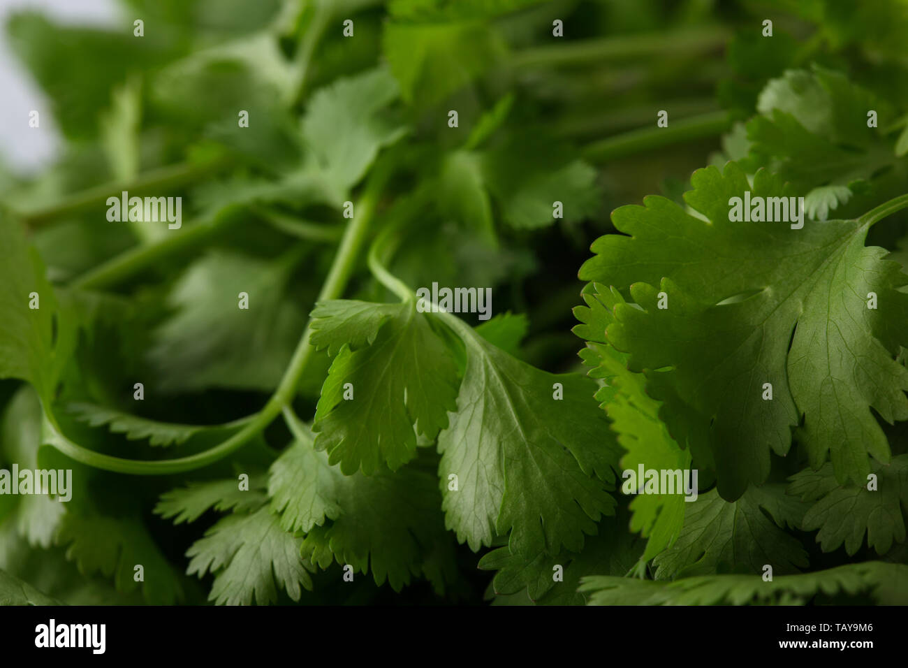 Planta de cilantro fotografías e imágenes de alta resolución - Página 5 -  Alamy