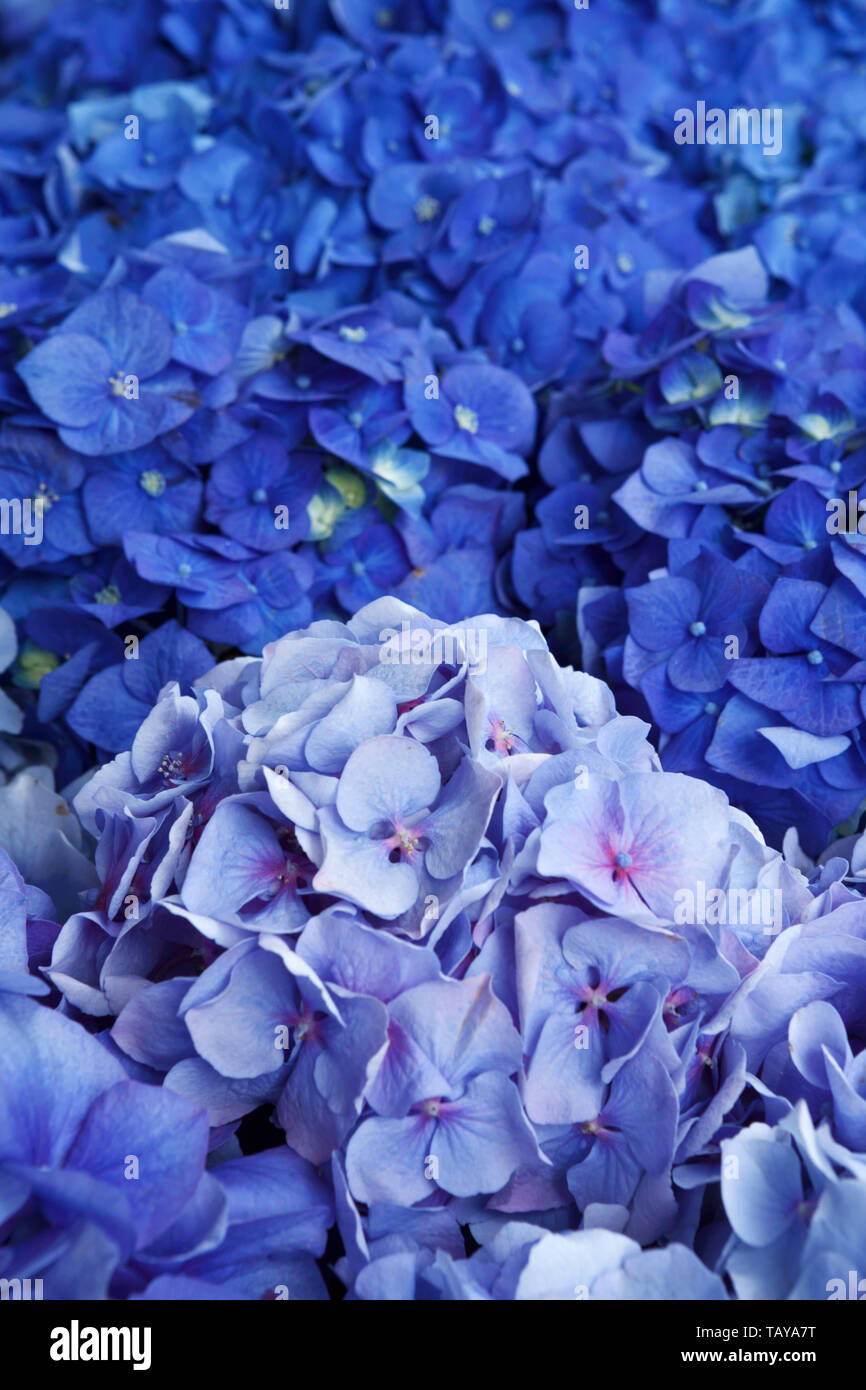 Las hortensias azules, antecedentes, espacio de copia Foto de stock