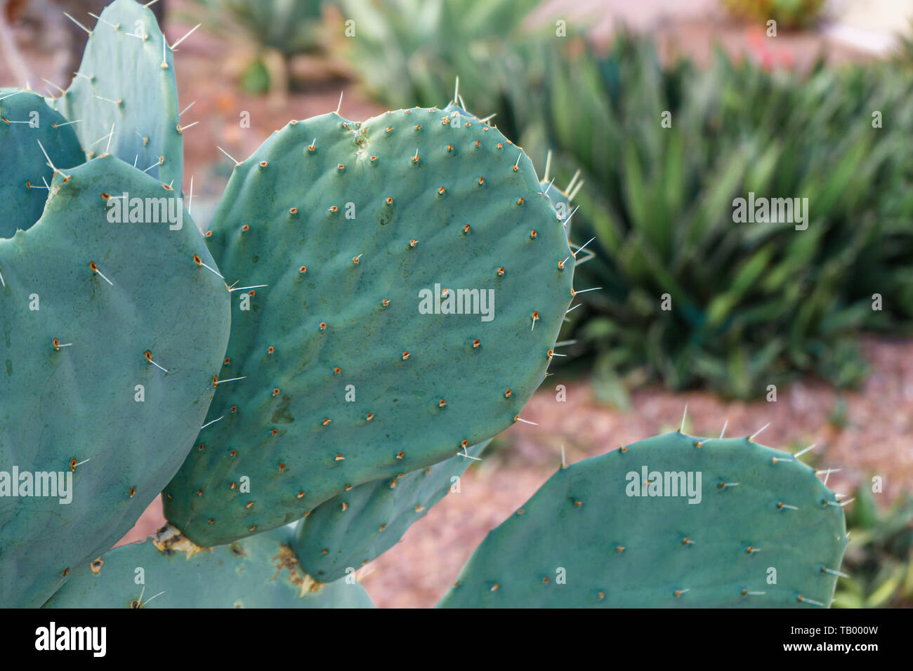 En un desierto de cactus Opuntia garden Foto de stock