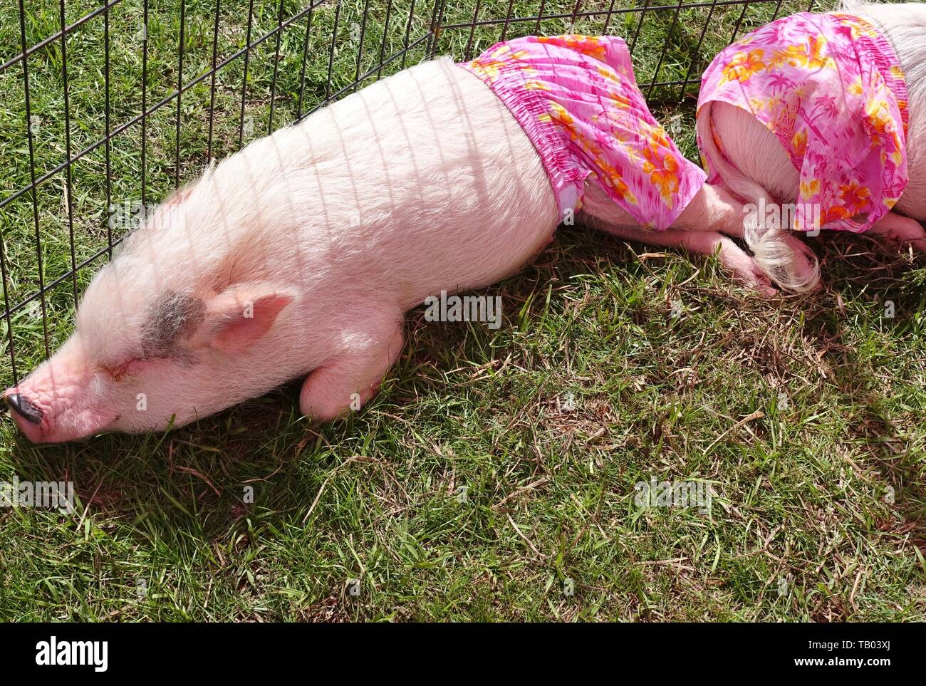 JACKSONVILLE, FL -9 MAR 2019- Vista de una mascota cerdo con ropa rosa, el remilgado Pop Instagram la fama, una feria al aire libre en Jacksonville, Flo Fotografía de stock - Alamy