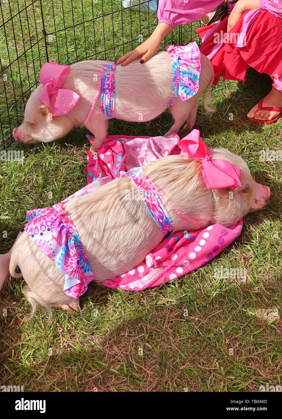 JACKSONVILLE, FL -9 MAR 2019- Vista de una mascota cerdo con ropa rosa, el remilgado Pop Instagram la fama, una feria al aire libre en Jacksonville, Flo Fotografía de stock - Alamy
