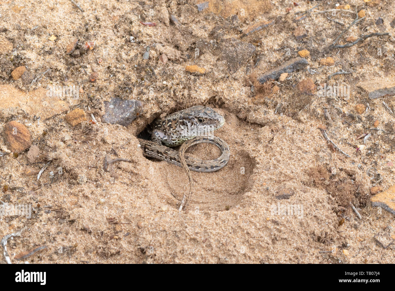 Hembra de lagartija de arena (Lacerta agilis) en su madriguera para la puesta de huevos en una traza de arena en las tierras bajas de Heath, Hampshire, Reino Unido, a finales de mayo Foto de stock