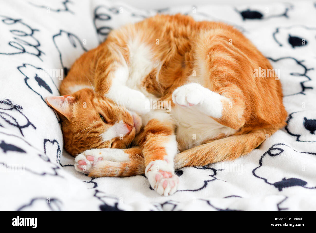 Pelirrojo gato doméstico en el hogar, dulce cat. Foto de stock