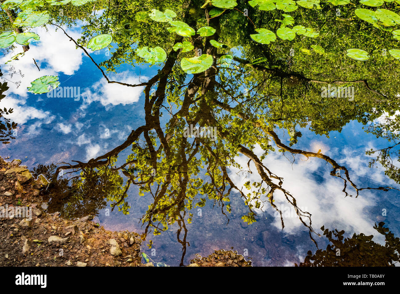 Reflejos en el agua Foto de stock