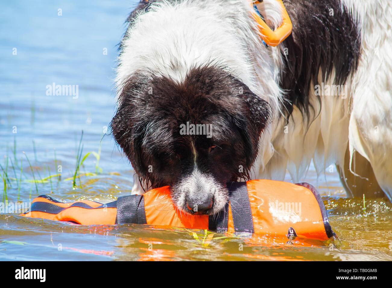 Landseer es entrenado como un perro de rescate de agua Foto de stock