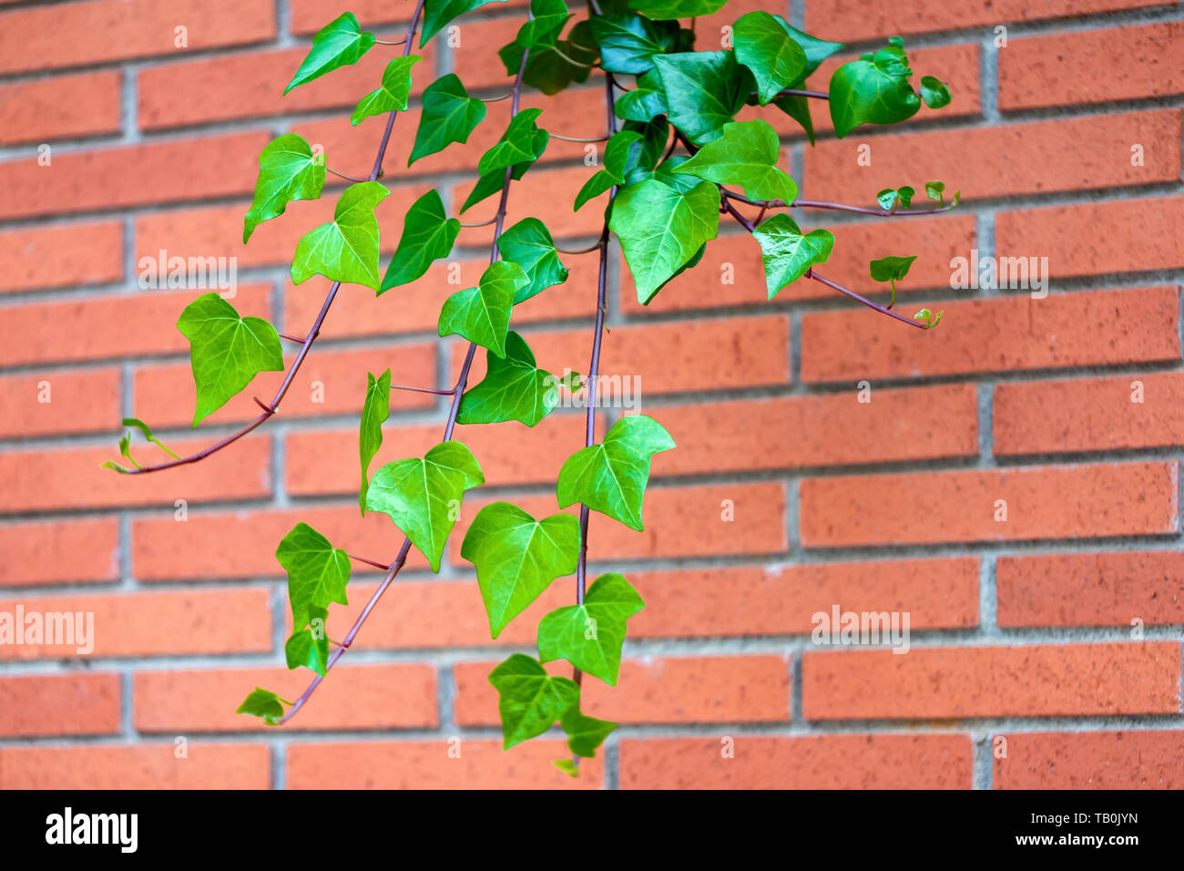 Textura De Pared De Ladrillo Rojo Y Verde Hoja Colgando En El