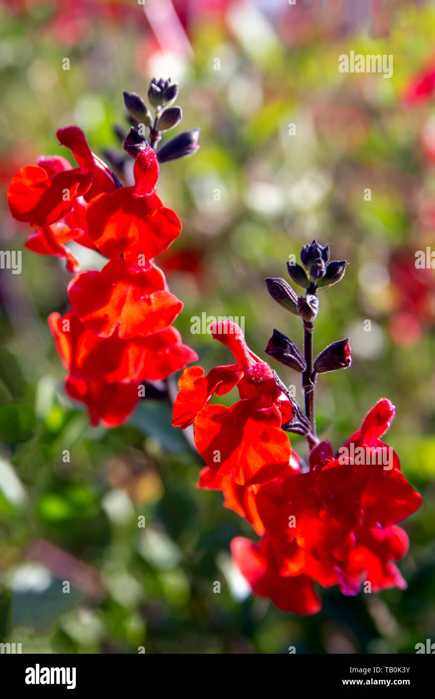 Hermosa flor roja de Snapdragon, Bunny conejos o Antirrino Majus cerrar en el jardín de flores en los soleados días de primavera Foto de stock