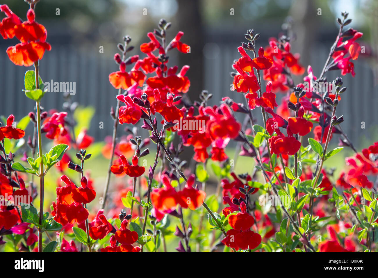 Hermosa flor roja de Snapdragon, Bunny conejos o Antirrino Majus en el jardín de flores en los soleados días de primavera Foto de stock